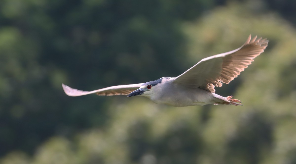 Black-crowned Night Heron - ML620770193