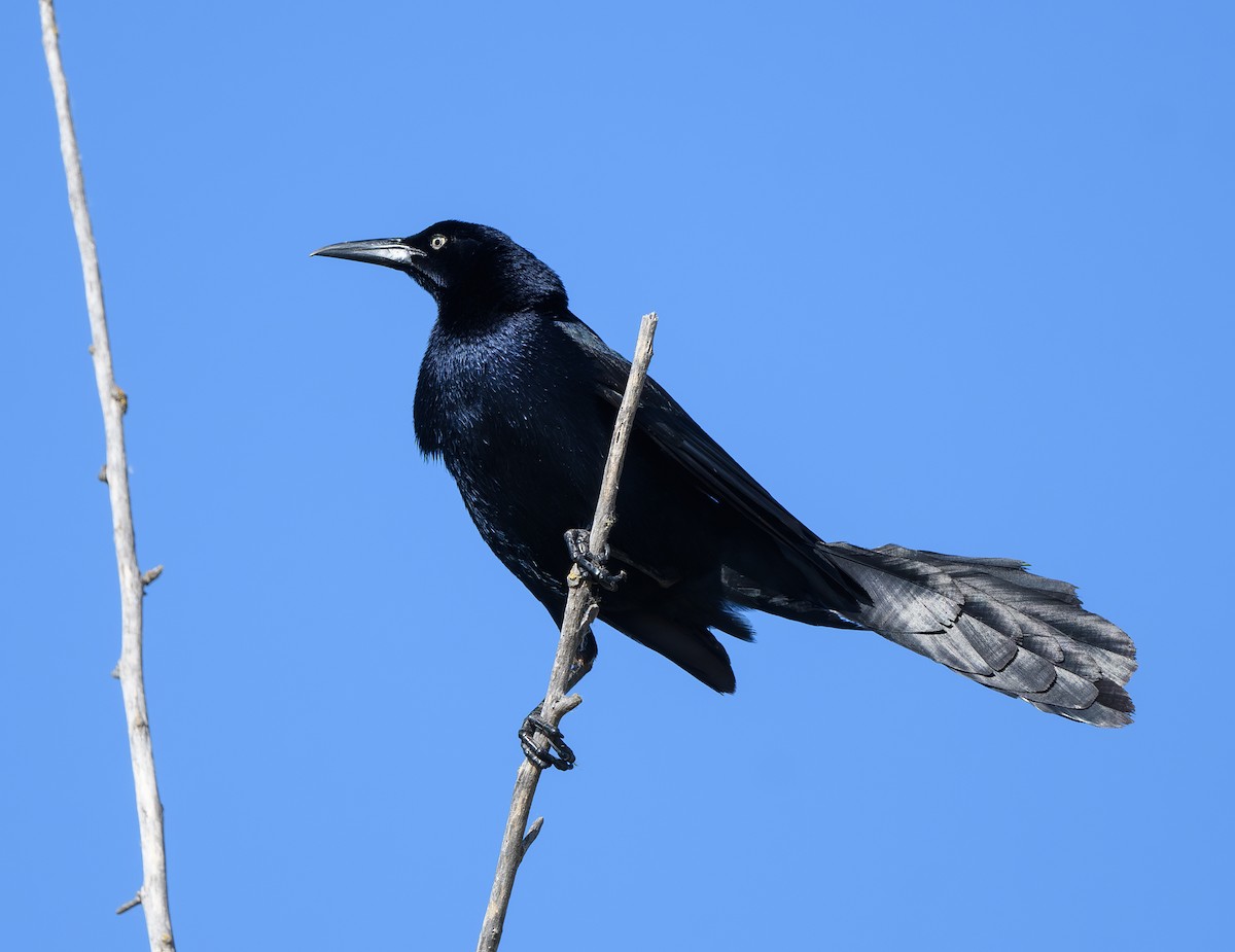 Great-tailed Grackle - ML620770195