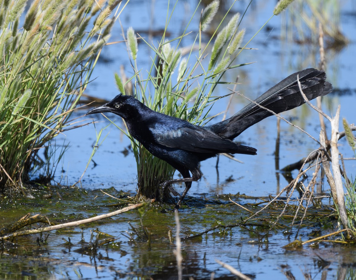 Great-tailed Grackle - ML620770203