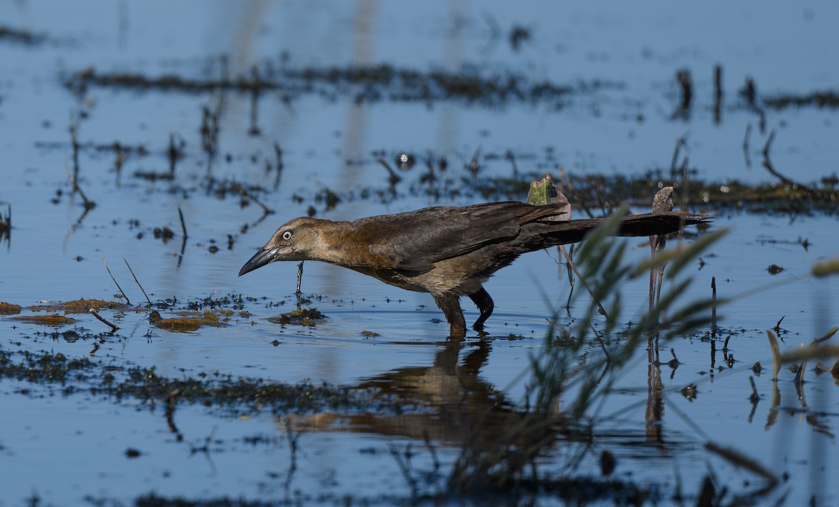 Great-tailed Grackle - ML620770207