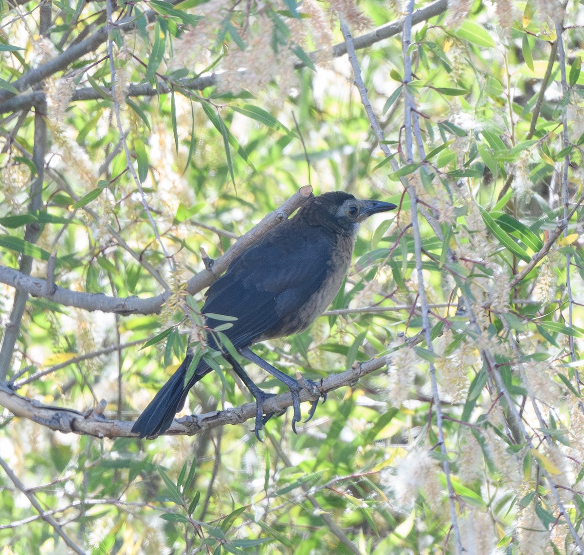 Great-tailed Grackle - ML620770213