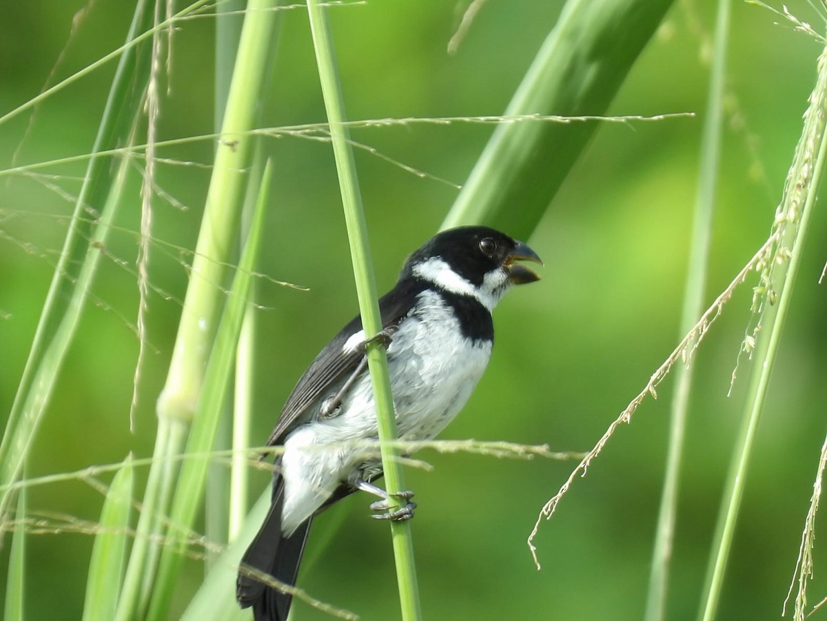 Variable Seedeater - ML620770224