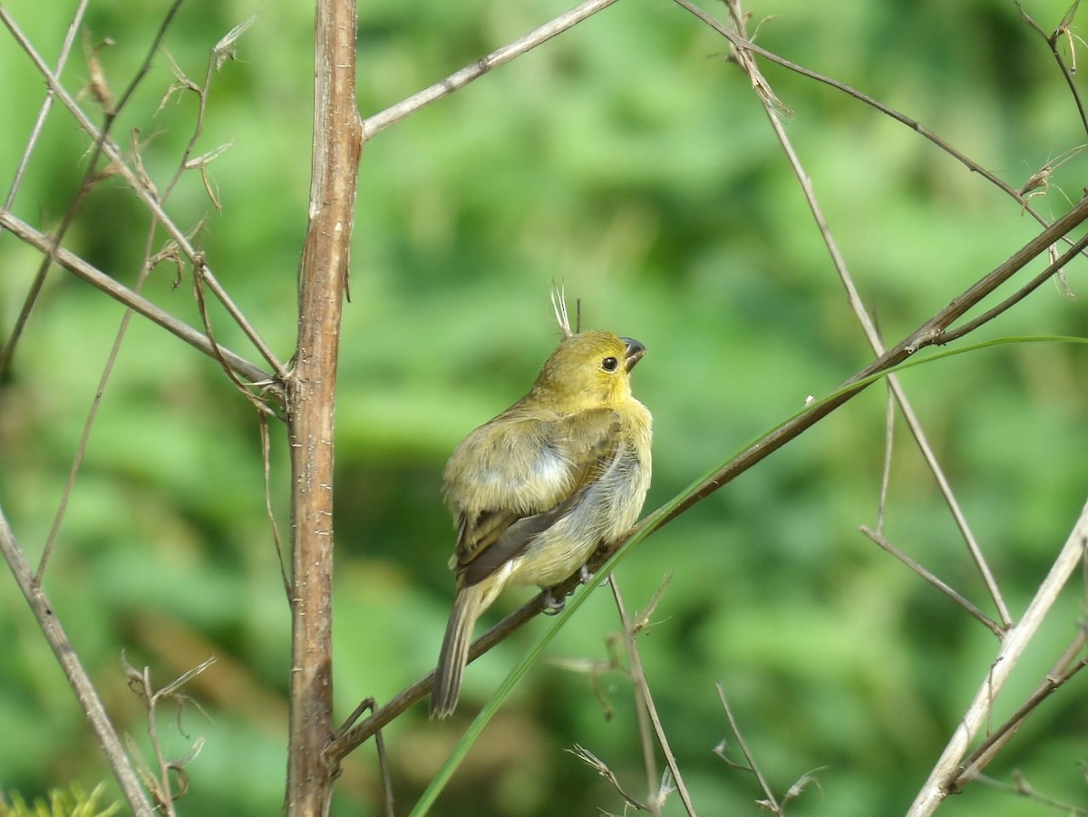 Variable Seedeater - ML620770226