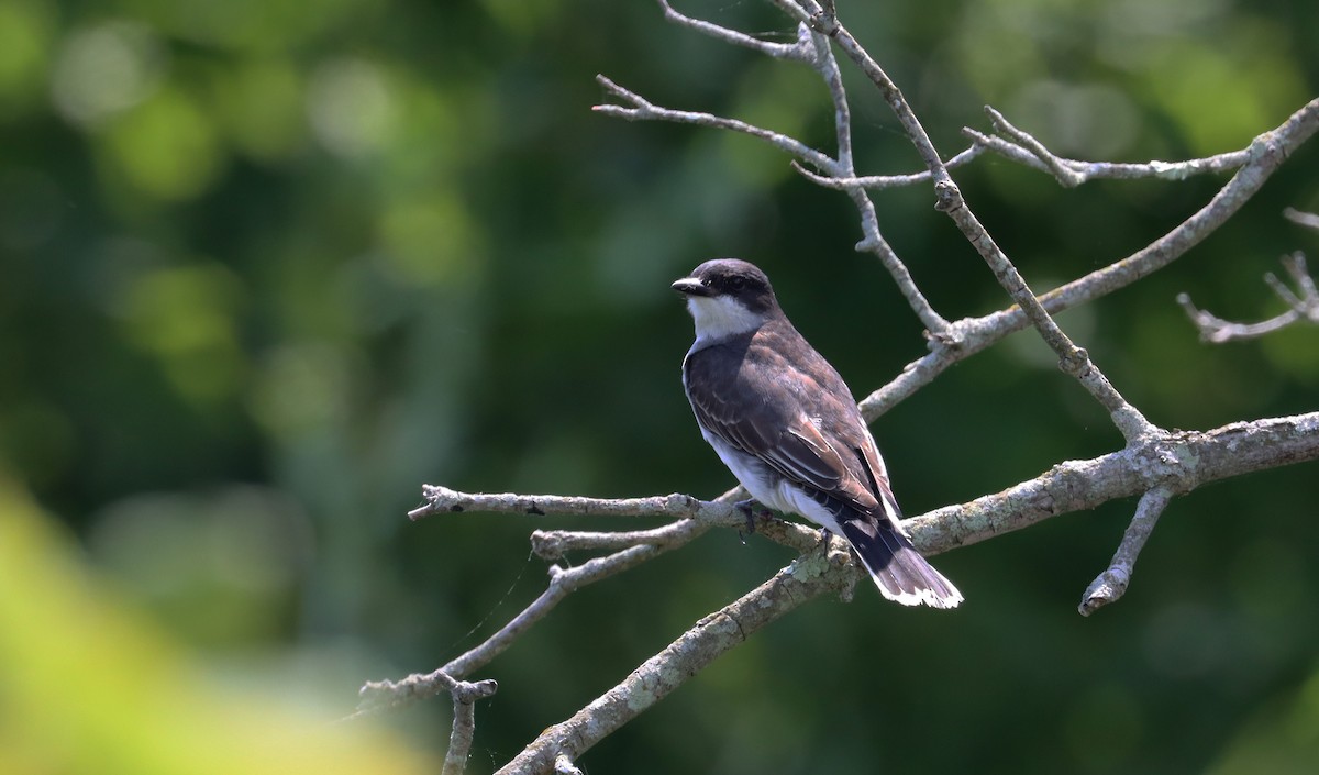 Eastern Kingbird - ML620770229