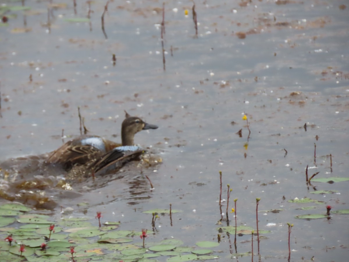 Blue-winged Teal - ML620770239