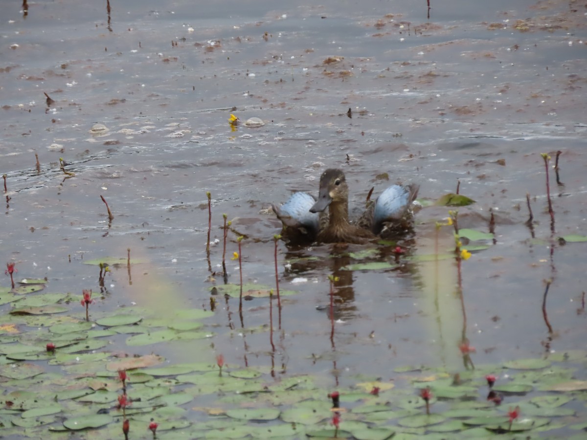 Blue-winged Teal - ML620770240