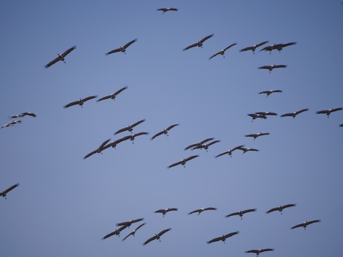 Demoiselle Crane - Brett Hartl