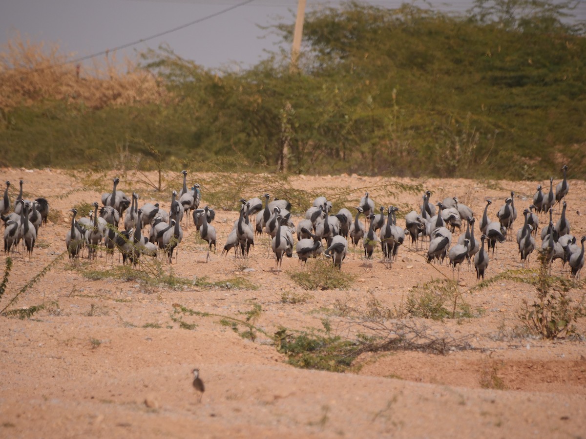 Demoiselle Crane - ML620770247