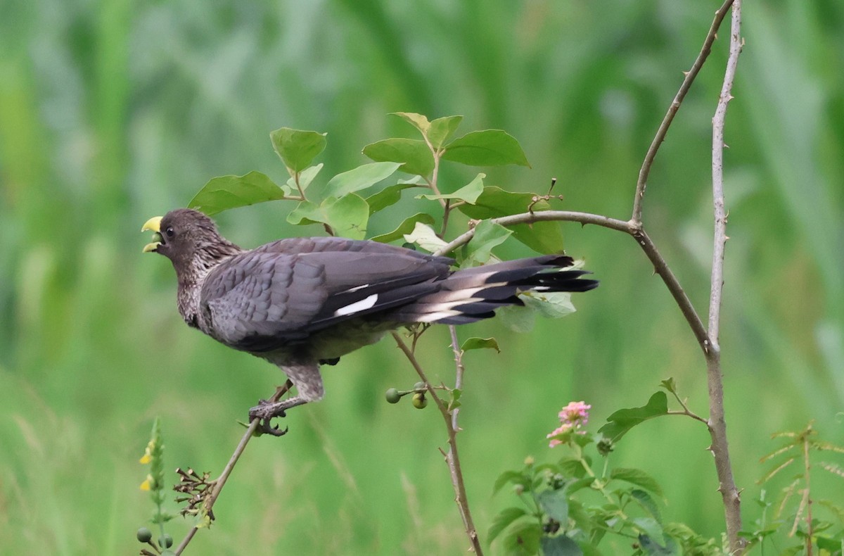 Eastern Plantain-eater - ML620770248