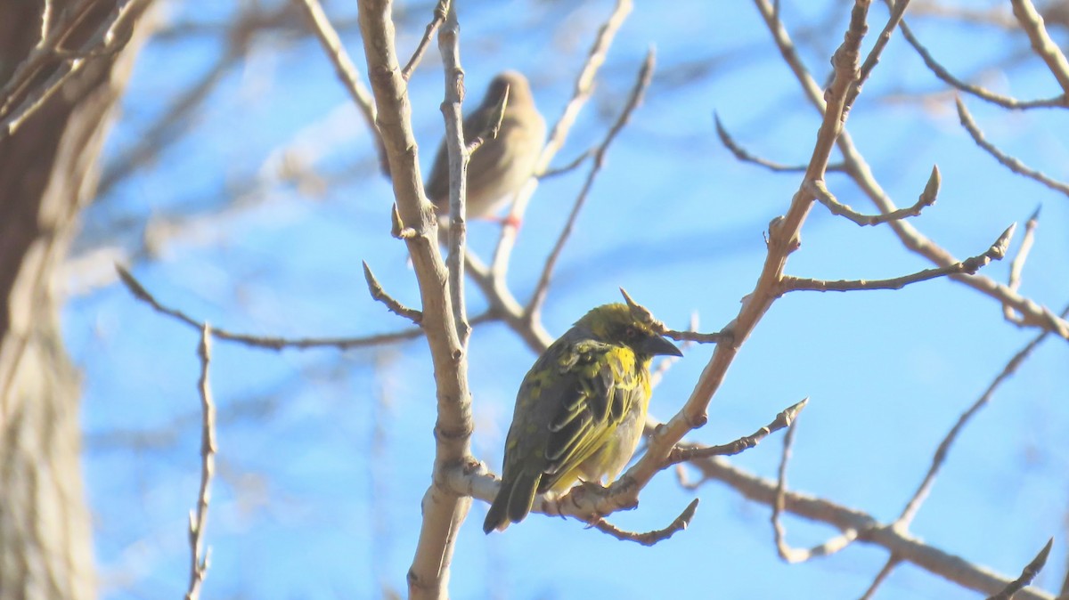 Village Weaver - ML620770250