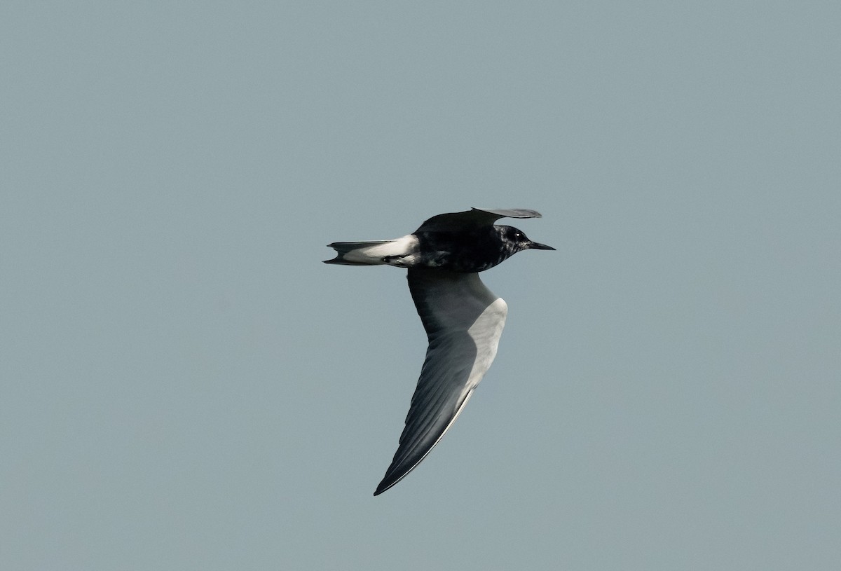 Black Tern - ML620770251