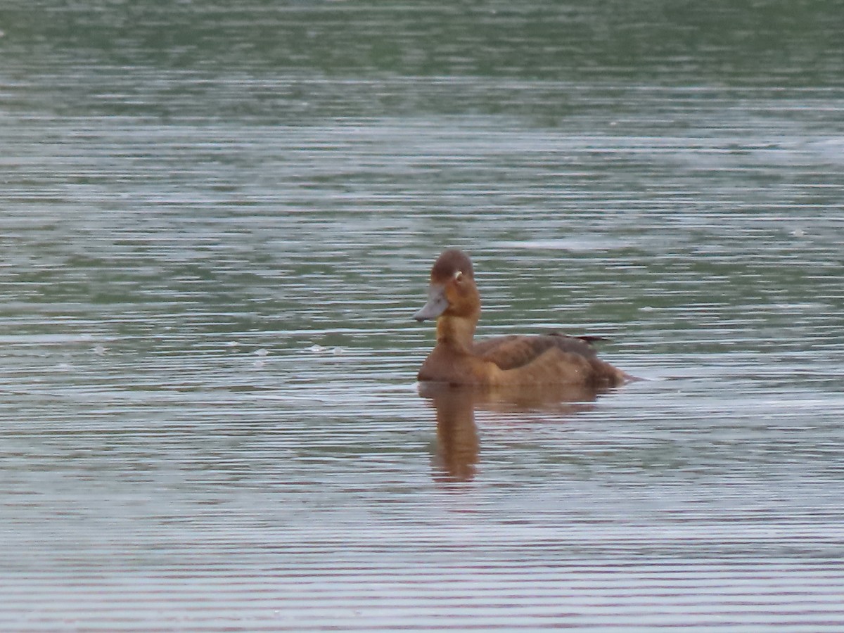 Ring-necked Duck - ML620770253