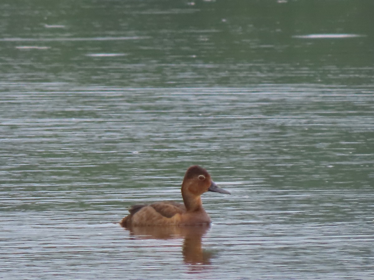 Ring-necked Duck - ML620770254