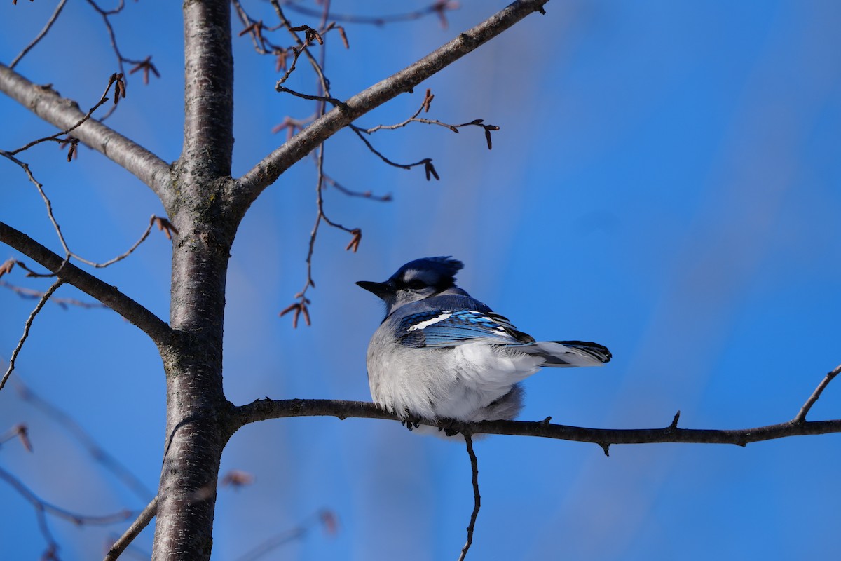 Blue Jay - ML620770256