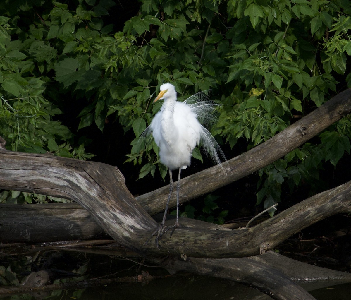 Great Egret - Melanie Delage