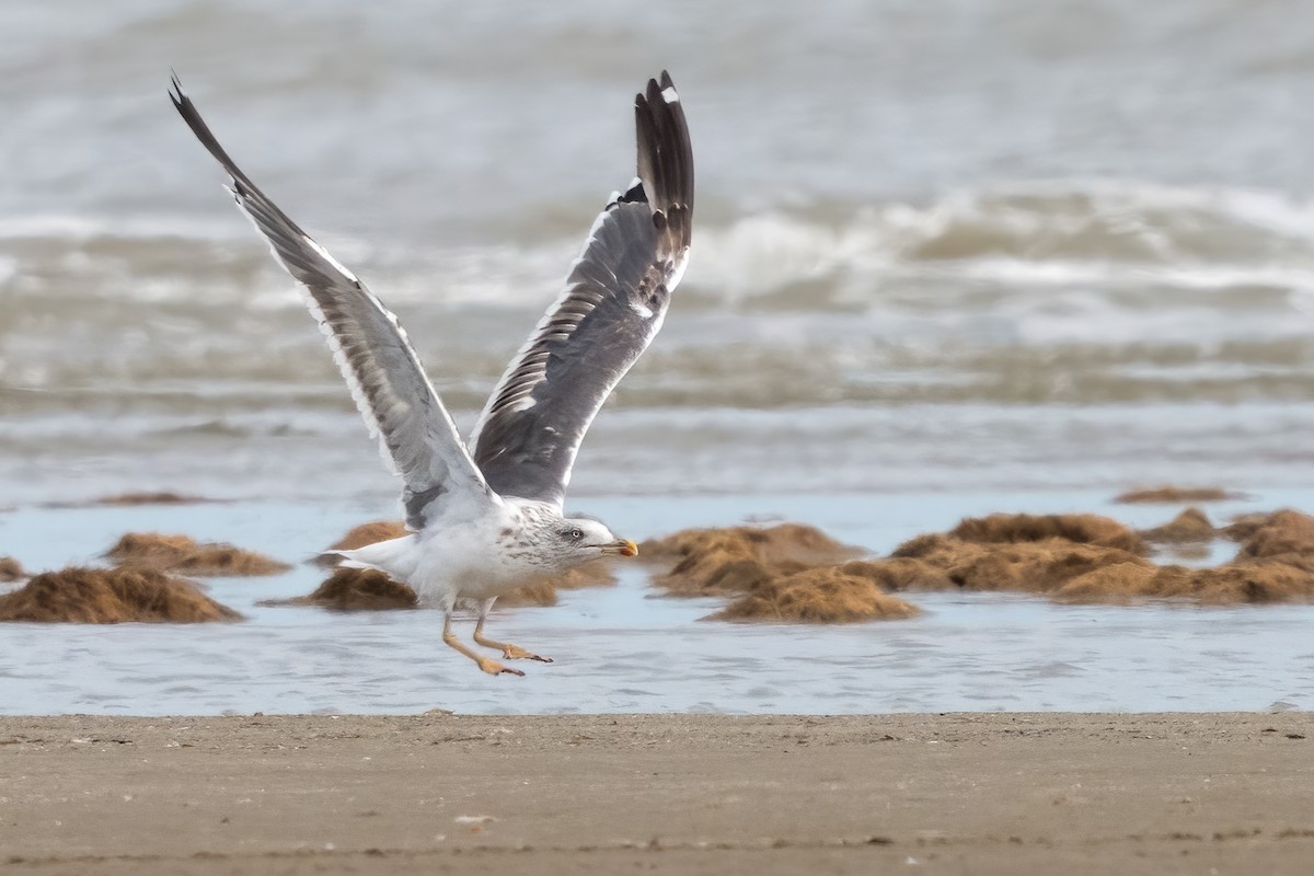 Lesser Black-backed Gull - ML620770261