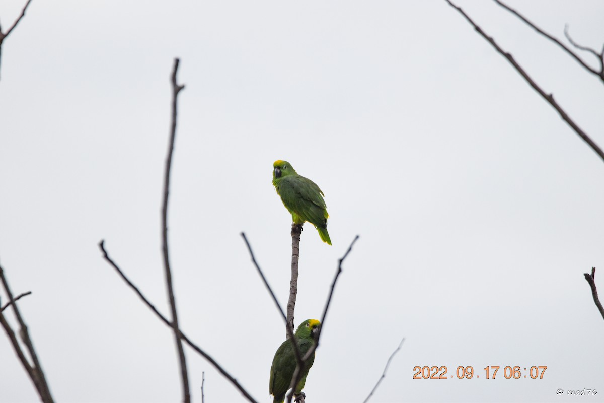 Yellow-crowned Parrot - ML620770262