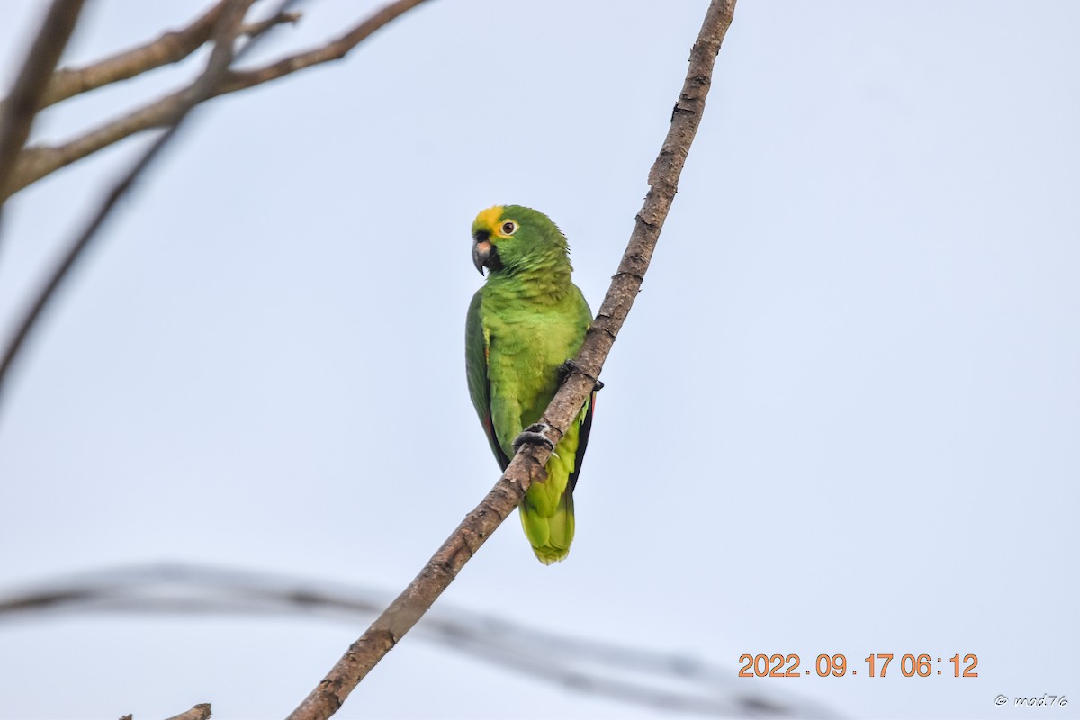 Yellow-crowned Parrot - ML620770263