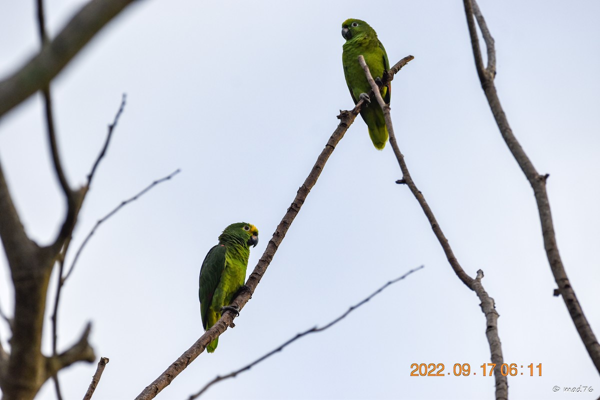 Yellow-crowned Parrot - ML620770264