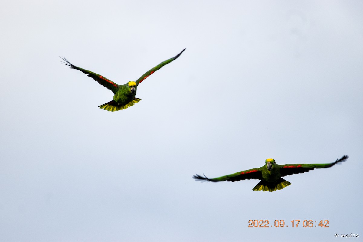 Yellow-crowned Parrot - ML620770265