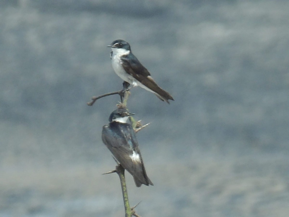 Mangrove Swallow - ML620770267