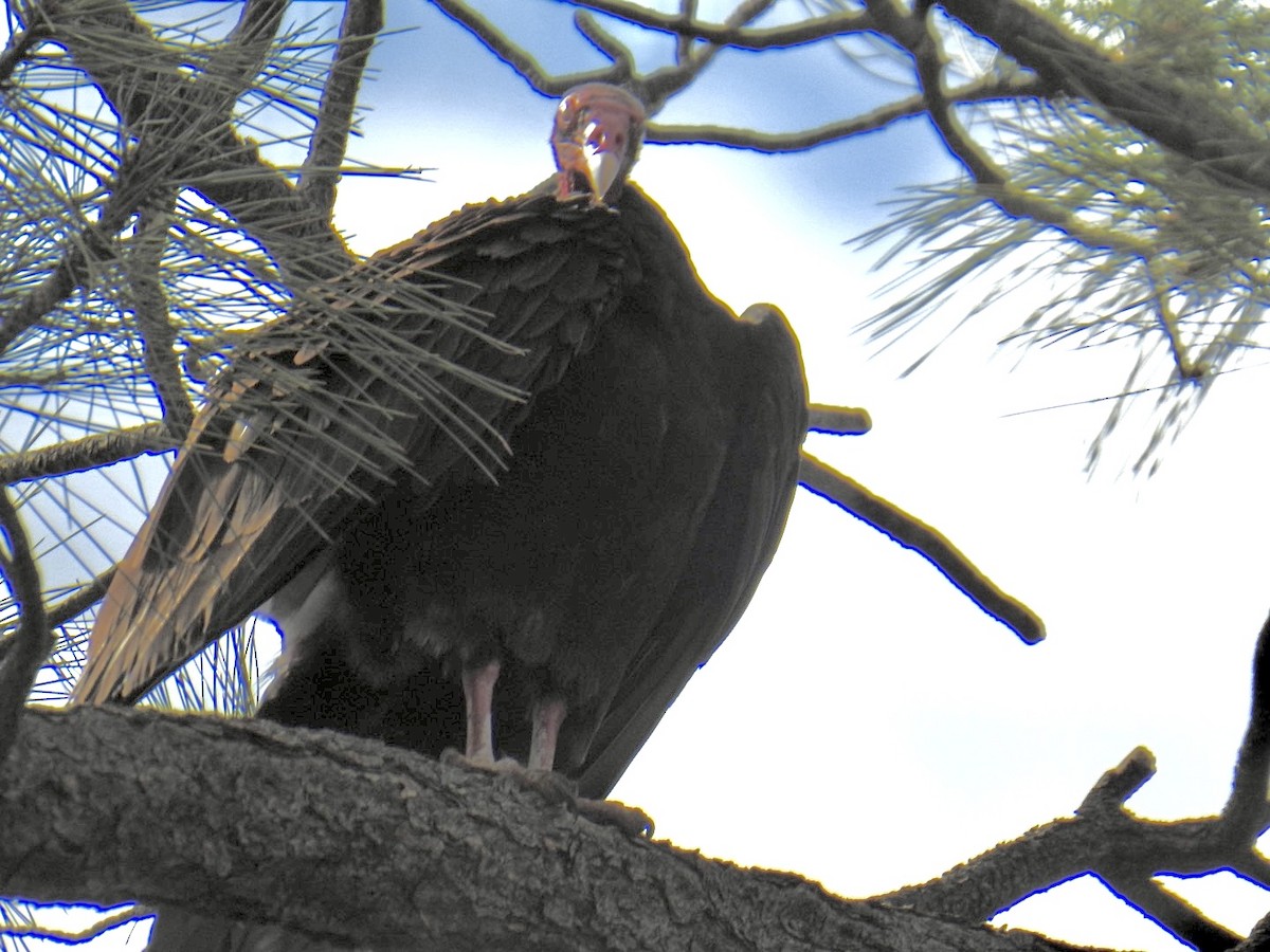 Turkey Vulture - ML620770274