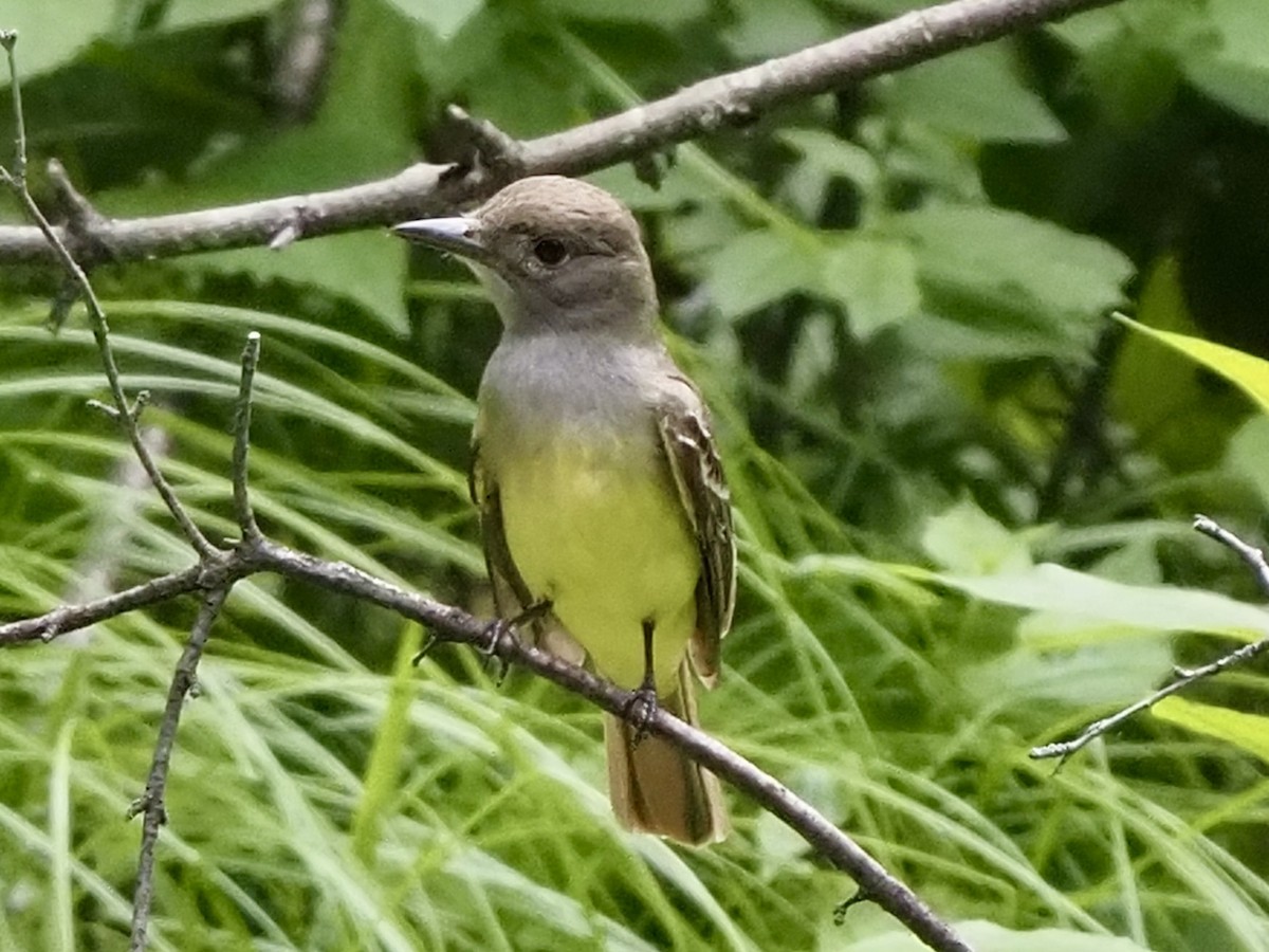 Great Crested Flycatcher - ML620770299