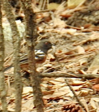 Spotted Towhee (maculatus Group) - ML620770304