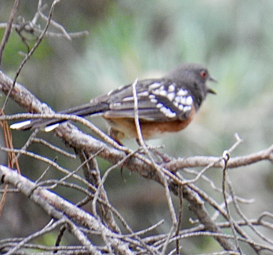 Spotted Towhee (maculatus Group) - ML620770305