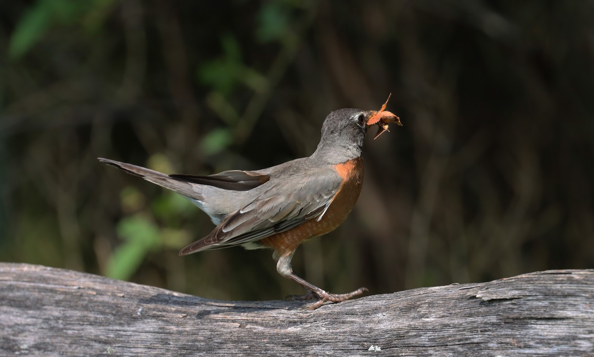 American Robin - ML620770309