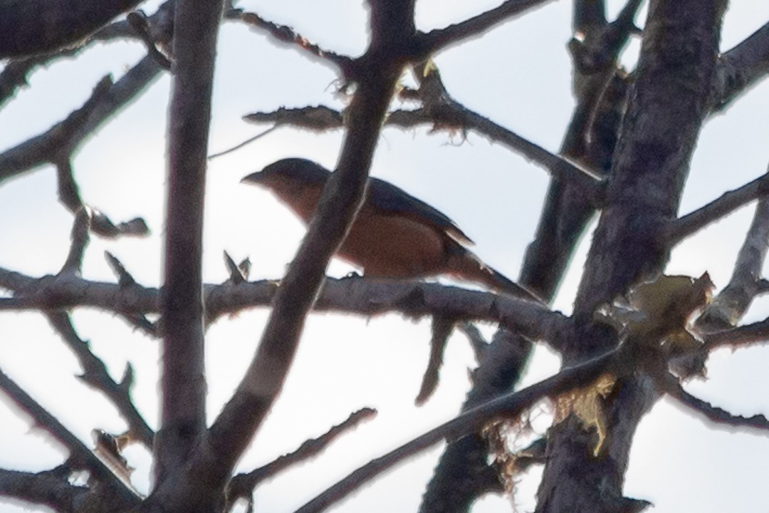 Rufous-crested Tanager - ML620770311