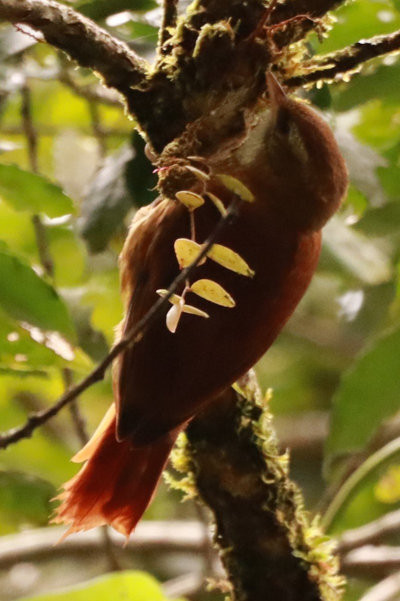 Ruddy Treerunner - ML620770312