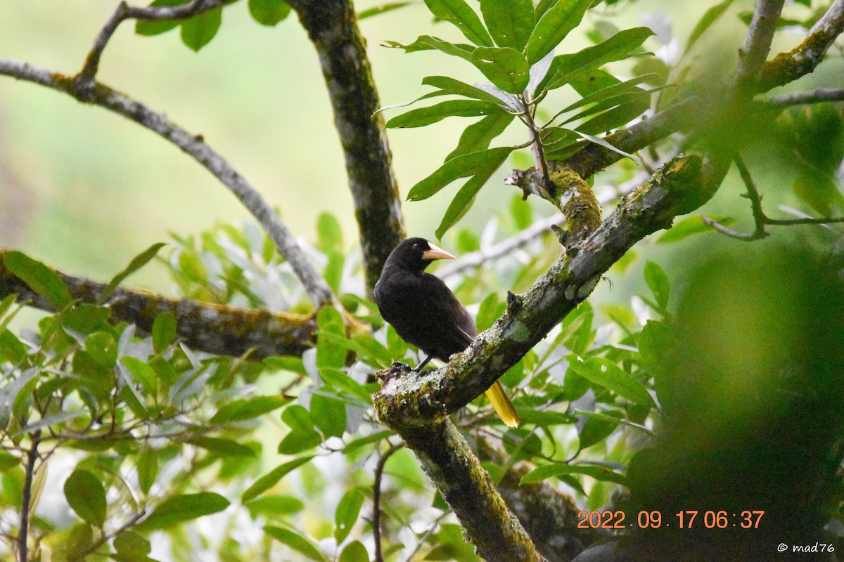 Crested Oropendola - ML620770314