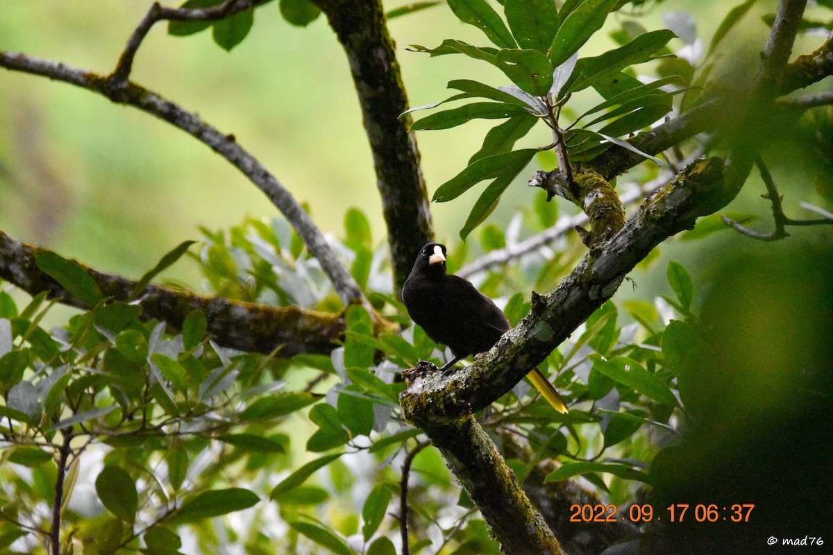 Crested Oropendola - ML620770315