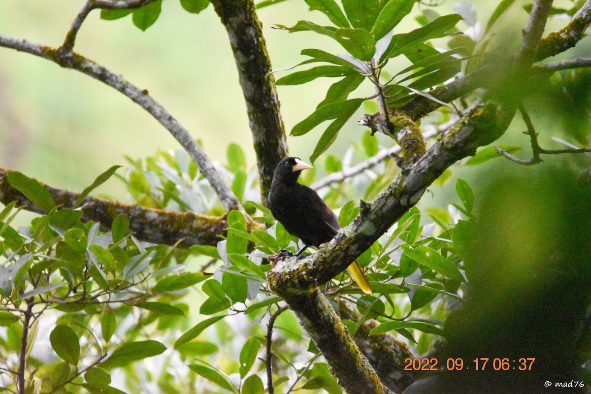 Crested Oropendola - ML620770318