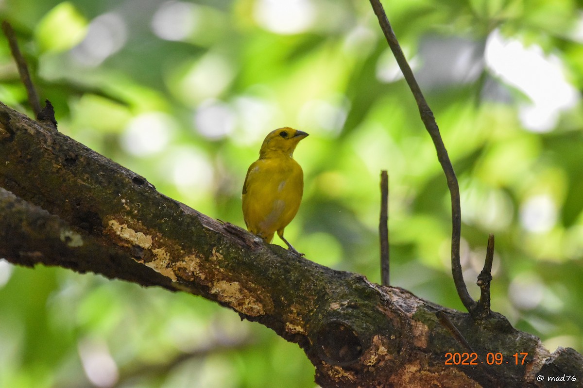 Saffron Finch - ML620770322