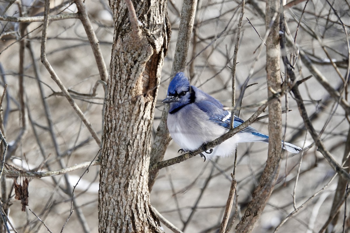 Blue Jay - ML620770324