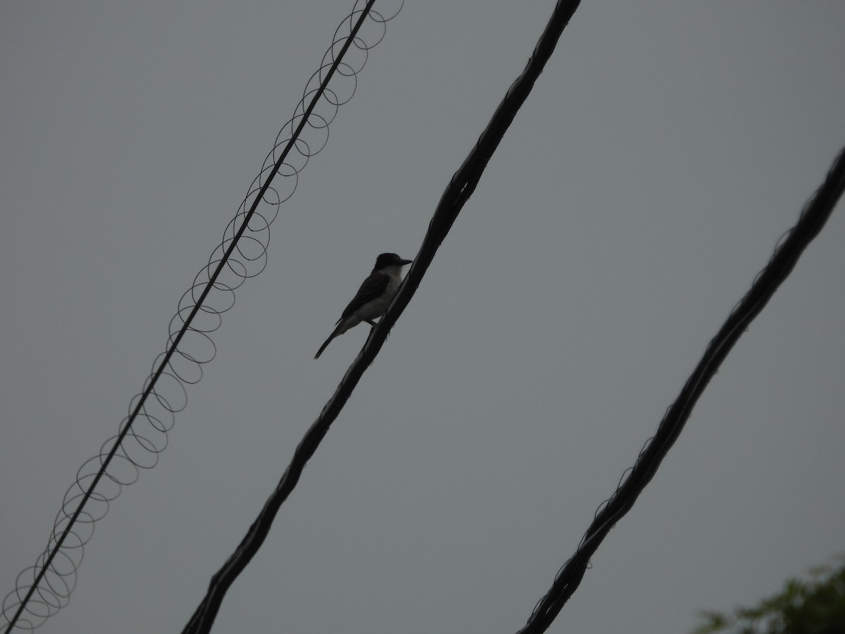 Loggerhead Kingbird (Loggerhead) - ML620770335