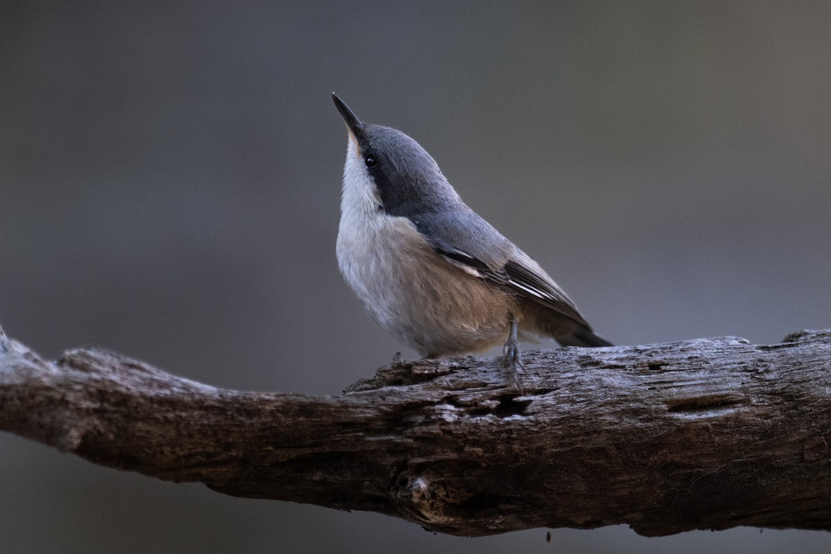 Pygmy Nuthatch - Steve Pearl