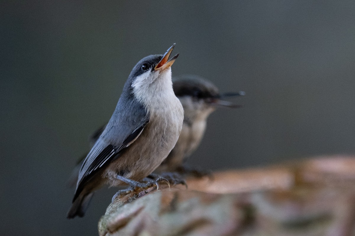 Pygmy Nuthatch - ML620770339