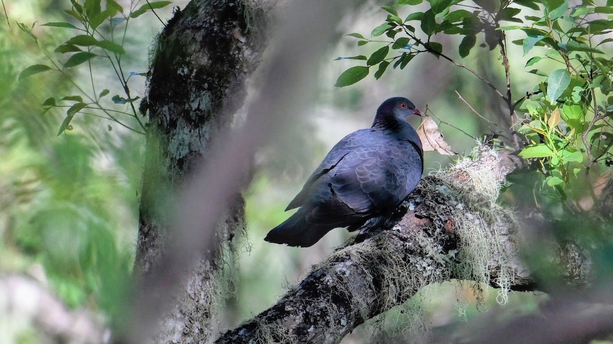 Pigeon à gorge blanche - ML620770343