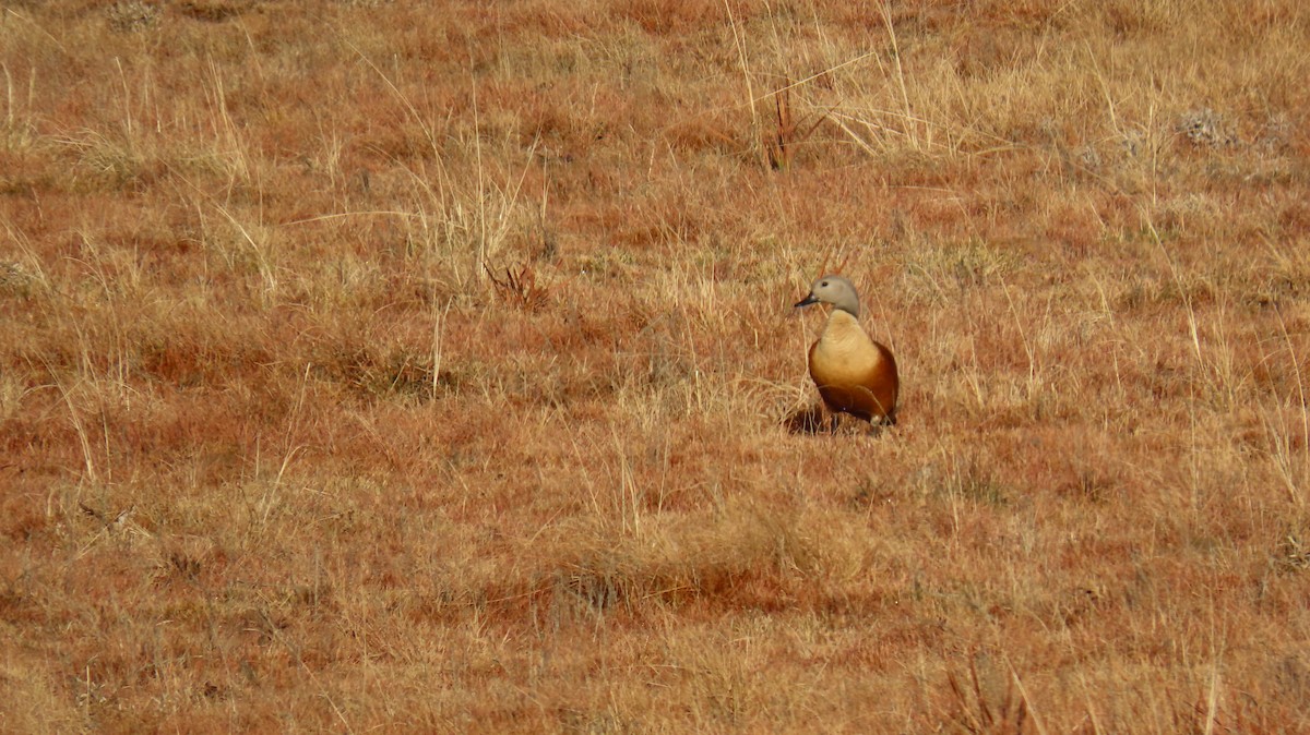 South African Shelduck - ML620770345