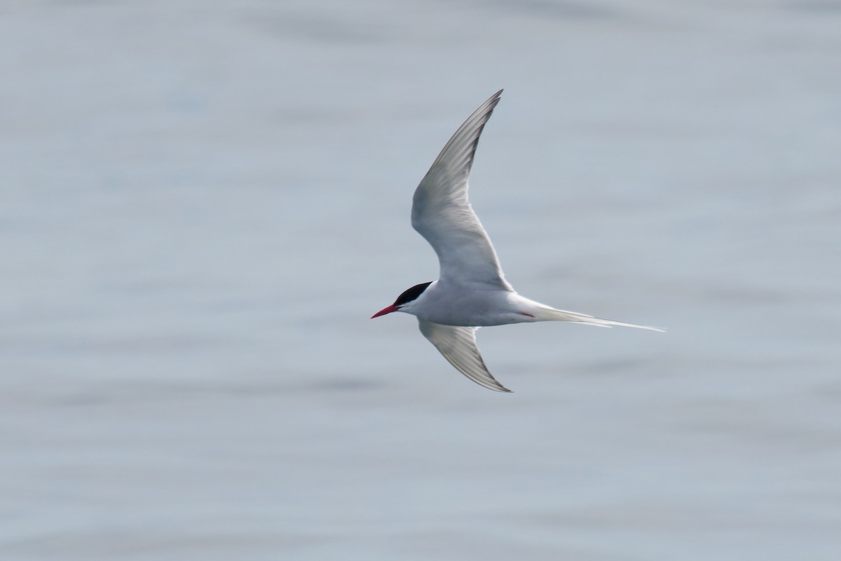 Arctic Tern - ML620770346