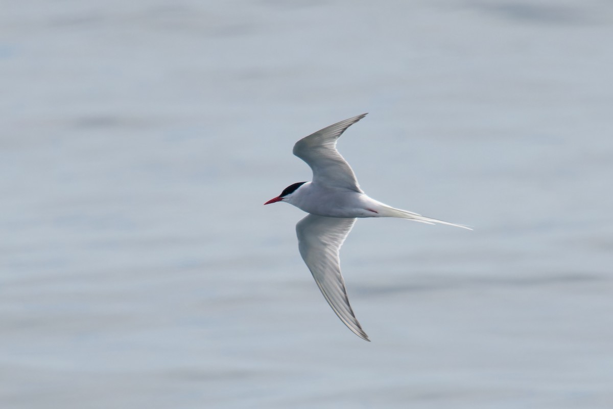 Arctic Tern - ML620770348