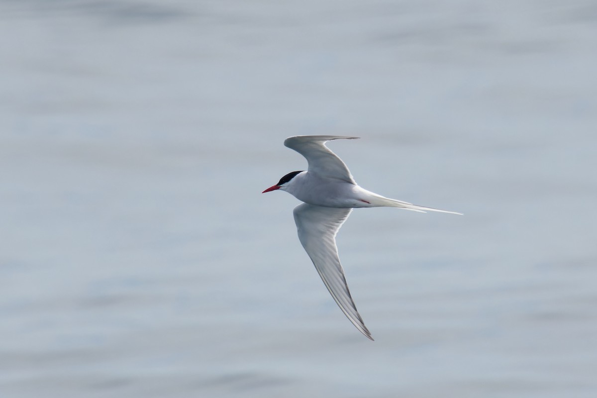 Arctic Tern - ML620770350