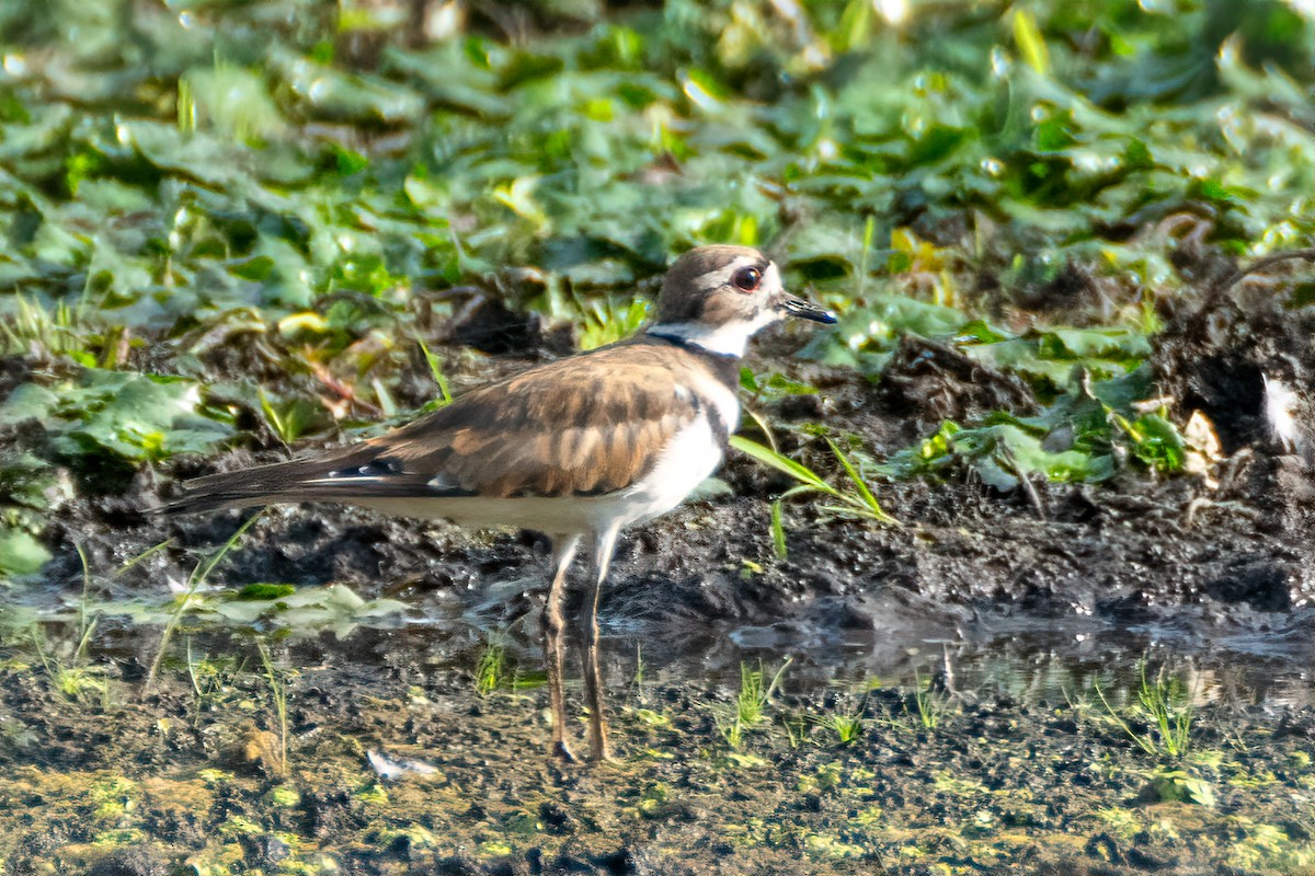 Keilschwanz-Regenpfeifer - ML620770352