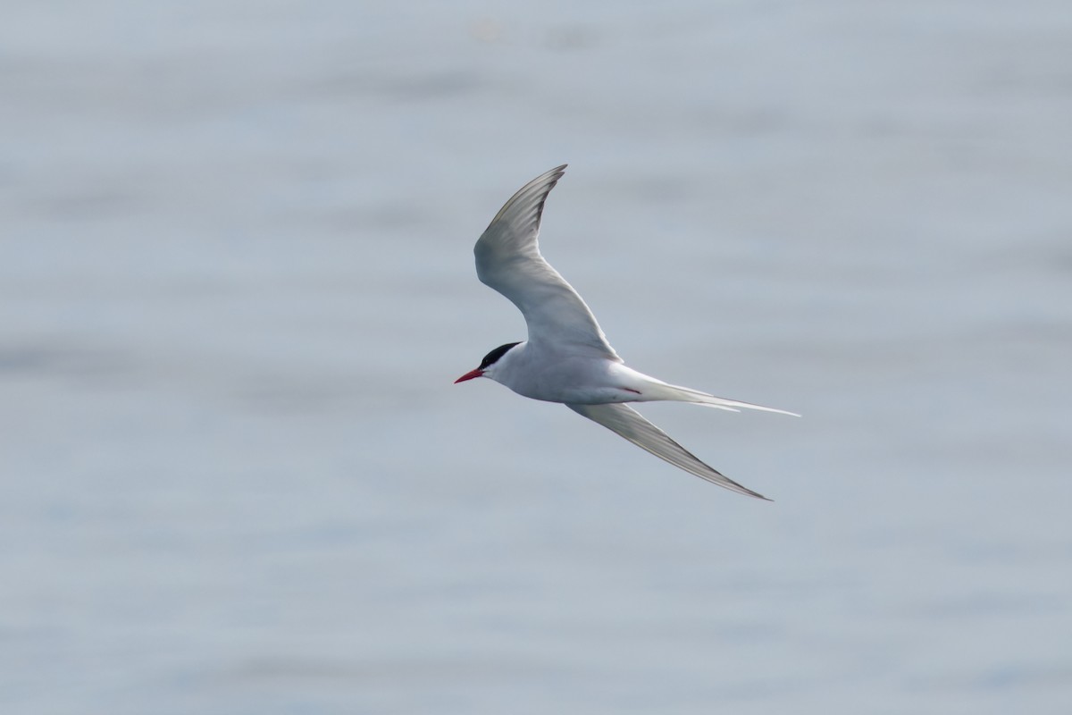 Arctic Tern - ML620770353