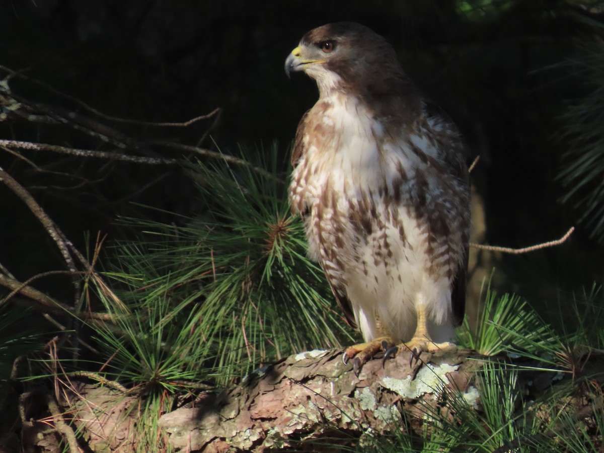 Red-tailed Hawk - ML620770356
