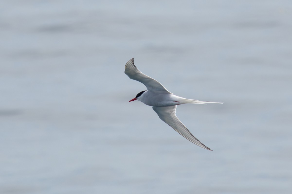 Arctic Tern - ML620770358