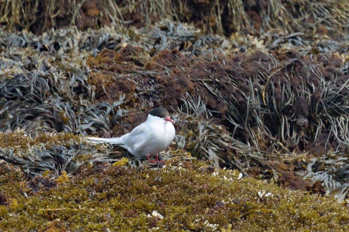 Arctic Tern - ML620770360